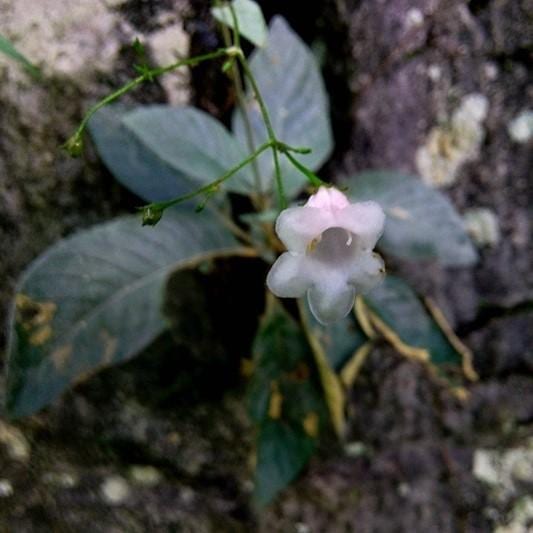 白花蛛毛苣苔 Paraboea martinii ( Levl. ) Burtt