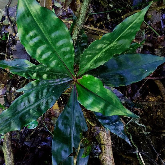 Duro Pollia japonica