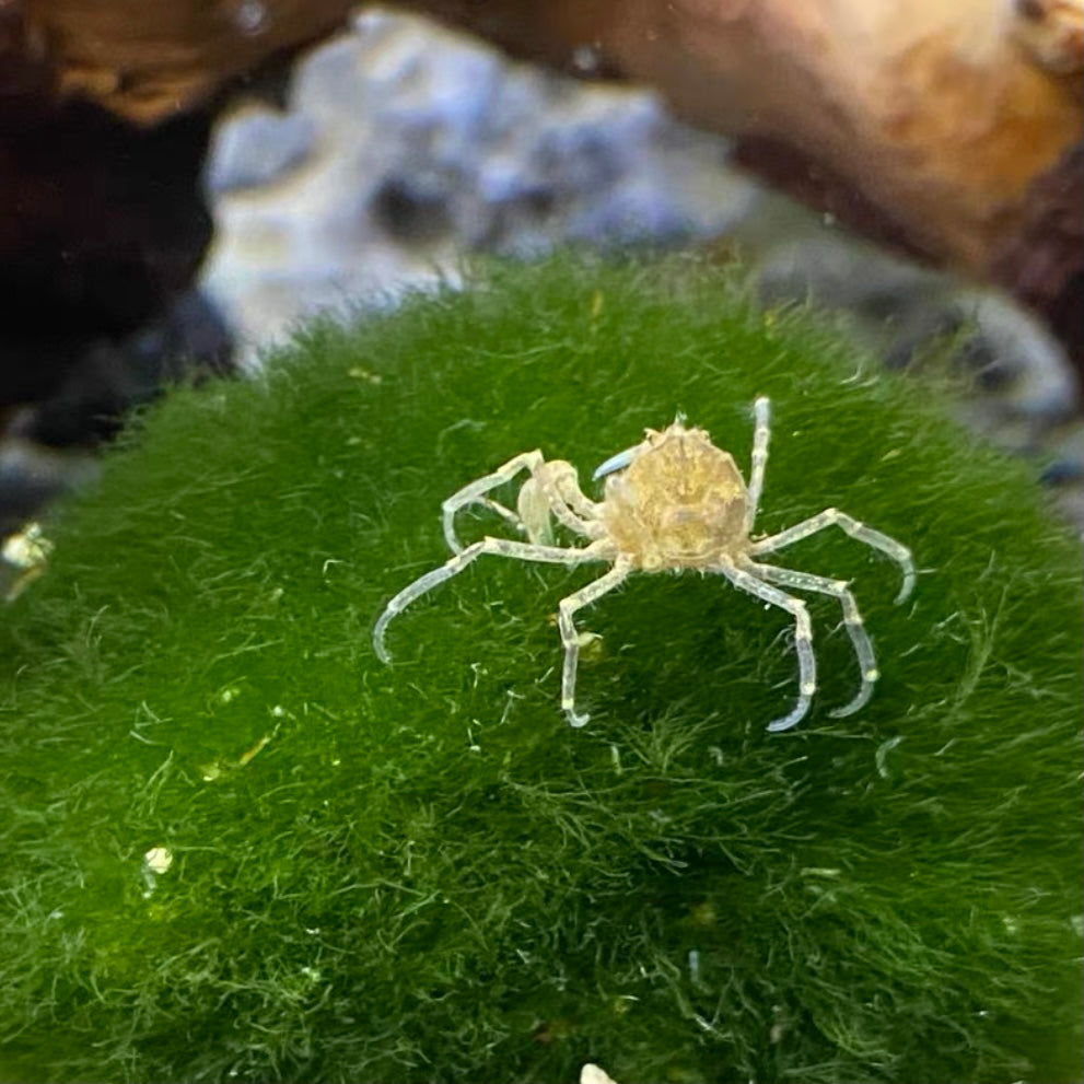 迷你蜘蛛蟹（可全水養）Thai Micro Crab ( Limnopilos naiyanetri )