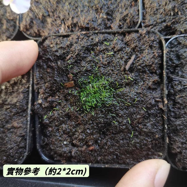 粉花布朗歇狸藻 ( Utricularia blanchetii )
