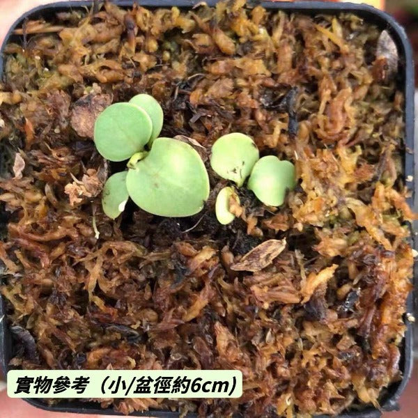雙裂苞狸藻 ( Utricularia calycifida )