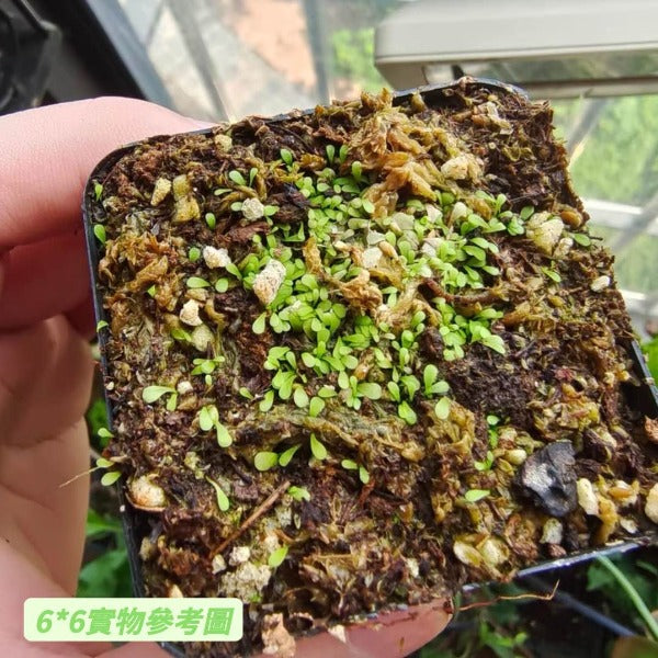 絨毛狸藻 ( Utricularia pubescens )