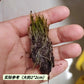 顛倒狸藻（ Utricularia resupinata ）