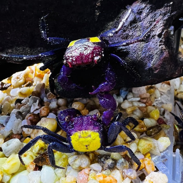 黃紫面惡魔蟹 Vampire Crab ( Geosesarma tricolor )
