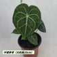 明脈花燭 Velvet Cardboard Anthurium ( Anthurium clarinervium )