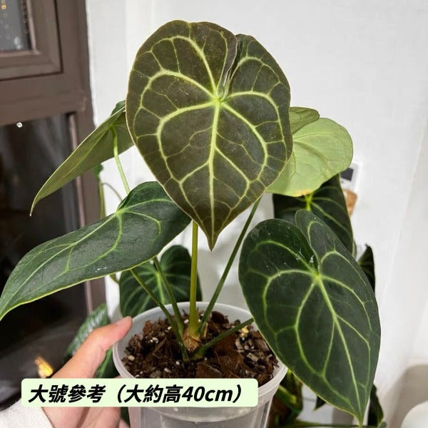 明脈花燭 Velvet Cardboard Anthurium ( Anthurium clarinervium )