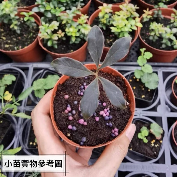 巫蠱百合 Voodoo Lily ( Amorphophallus atroviridis  )