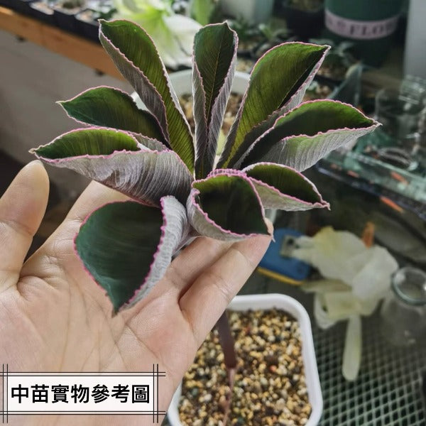 巫蠱百合 Voodoo Lily ( Amorphophallus atroviridis  )