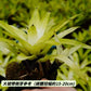 白雲積水鳳梨 （ Vriesea erythrodactylon ' White Cloud ' ）
