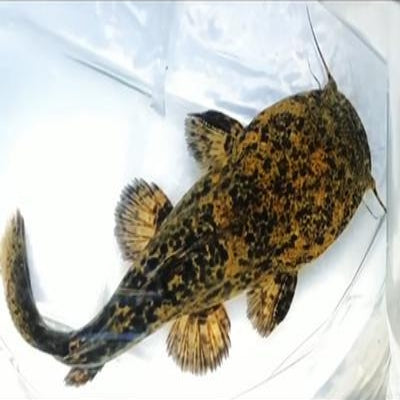麻花闊嘴鯨 Gulper Catfish （Asterophysus batrachus）