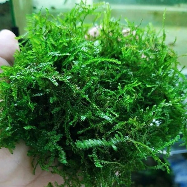 垂淚莫斯 Weeping Moss ( Vesicularia ferriei )