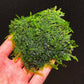 垂淚莫斯 Weeping Moss ( Vesicularia ferriei )