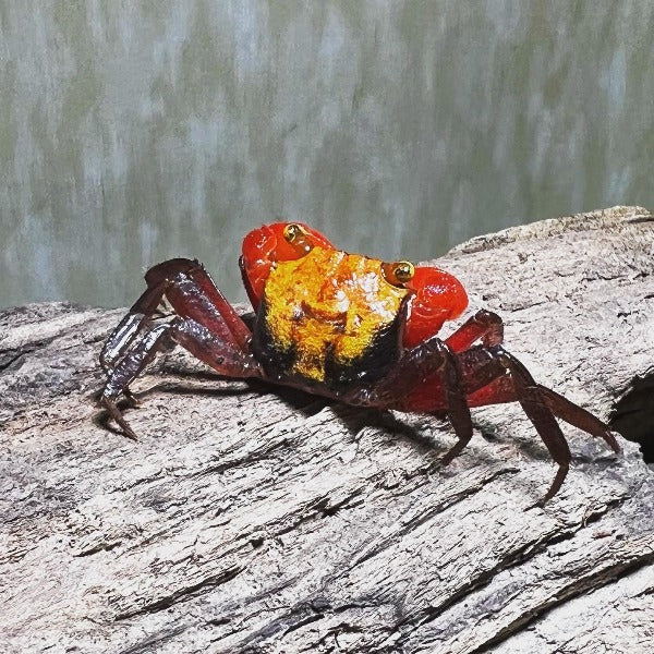 黃彩虹惡魔蟹 Yellow Rainbow Vampire Crab ( Geosesarma sp. )