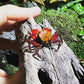 黃彩虹惡魔蟹 Yellow Rainbow Vampire Crab ( Geosesarma sp. )