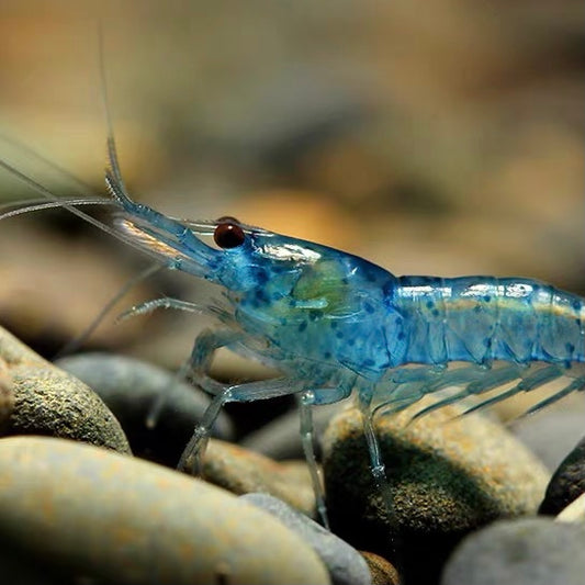 Blue velvet shrimp (Neocaridina denticulata var.)×10 pieces
