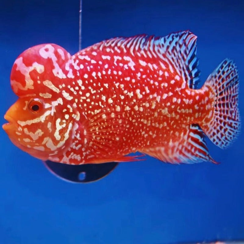金花火鳳凰羅漢魚（Cichlasoma x Herichthys cyanoguttatus）