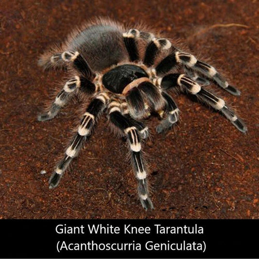 Brazilian White Knee Giant White Knee Tarantula (Acanthoscurria geniculata)