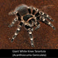 巴西白膝頭 Giant White Knee Tarantula (Acanthoscurria geniculata)