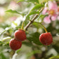 針葉櫻桃盆景 Acerola cherry（Malpighia emarginata）