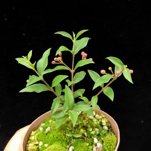 Acerola cherry bonsai (Malpighia emarginata)