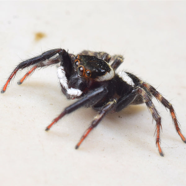 安德遜蠅虎 Adanson's House Jumping Spider (Hasarius adansoni)