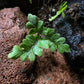 扇葉鐵線蕨 Adiantum flabellulatum L. Sp.