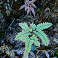 扇葉鐵線蕨 Adiantum flabellulatum L. Sp.