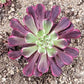 墨法師錦 蓮花掌屬 Aeonium saint-simon violet