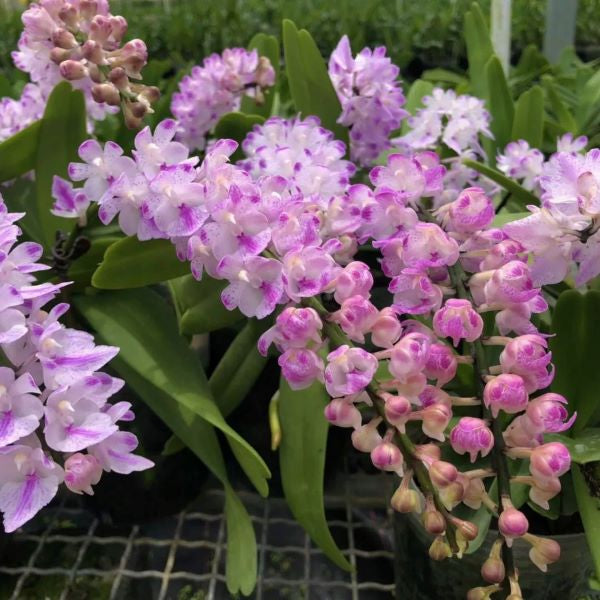 Orchid (Aerides rosea)