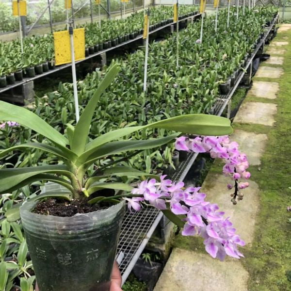 Orchid (Aerides rosea)