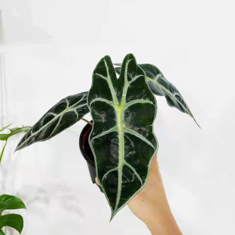 黑葉觀音蓮 African Mask Plant ( Alocasia ' Polly ' )