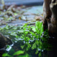 黑木厥 African water fern (Bolbitis heudelotii )