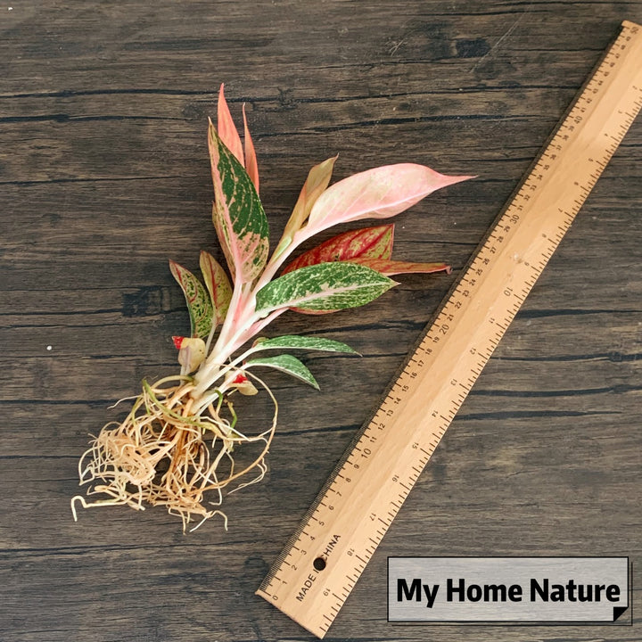 widuri aglaonema Aglaonema Widuri - GreenFlow - Specialist in Plants and Landscape Design – 森流 GreenFlow