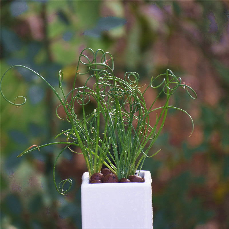 細葉弹簧草 Spiral grass ( Albuca namaquensis )