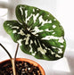 希洛美人迷彩葉芋 Caladium praetermissum' Hilo beauty '