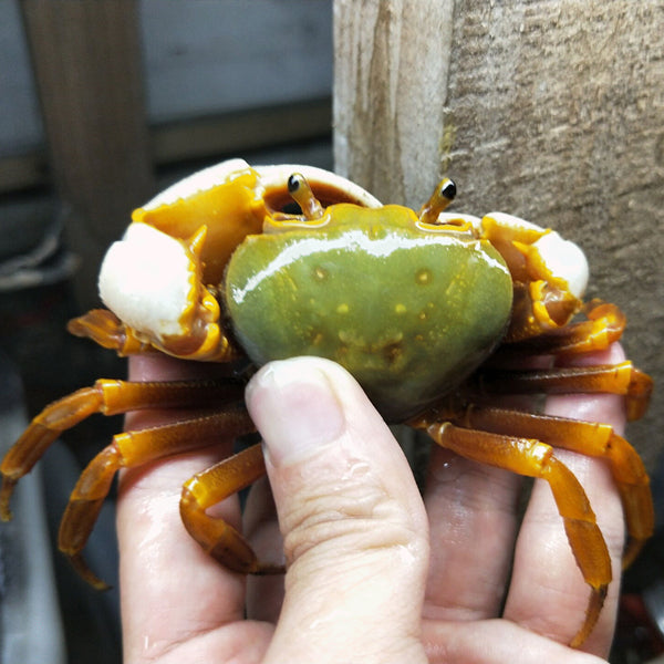 果綠南海溪蟹 Green Warrior Crab Zhuhai (Nanhaipotamon guangdongens)