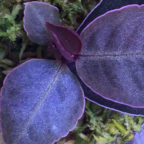 紫金牛 Ardisia sp. Purple