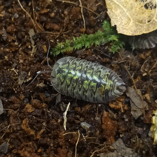 Round Tail Isopods (Armadillidae sp.)