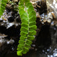 綠柄鐵角蕨 Asplenium viride