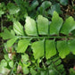 綠柄鐵角蕨 Asplenium viride