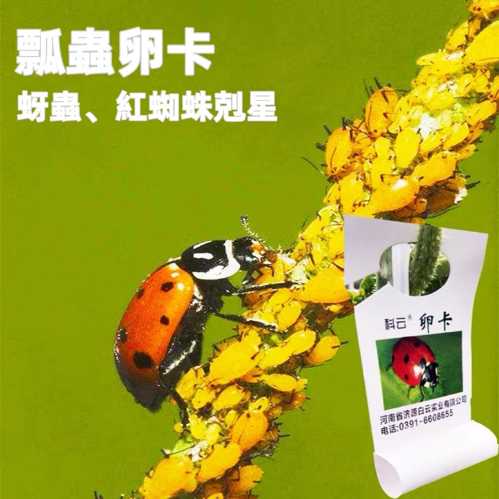 Ladybug Egg Card, Scale Insect, Aphid Natural Enemy, Aphid Scale Insect Elimination, Biological and Organic Control