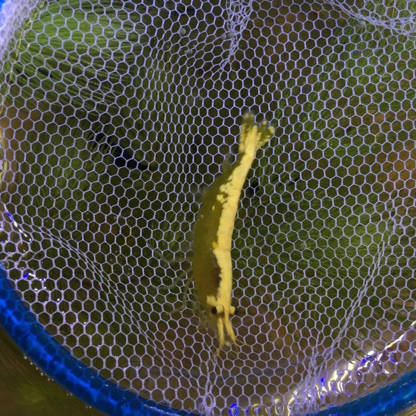 金背黃金米蝦 (  Neocaridina Davidi )   ×5隻