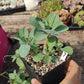 厚敦菊屬 Baboon's Cabbage Bush (Othonna triplinervia)