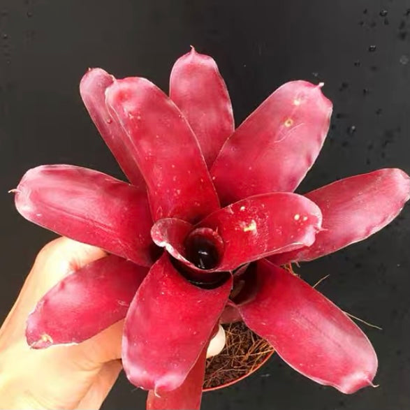 五彩鳳梨屬 Bavid Red (Bromeliad  Neoregelia)