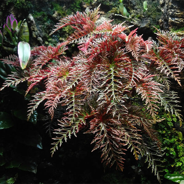 二回羽裂秋海棠 Begonia bipinnatifida