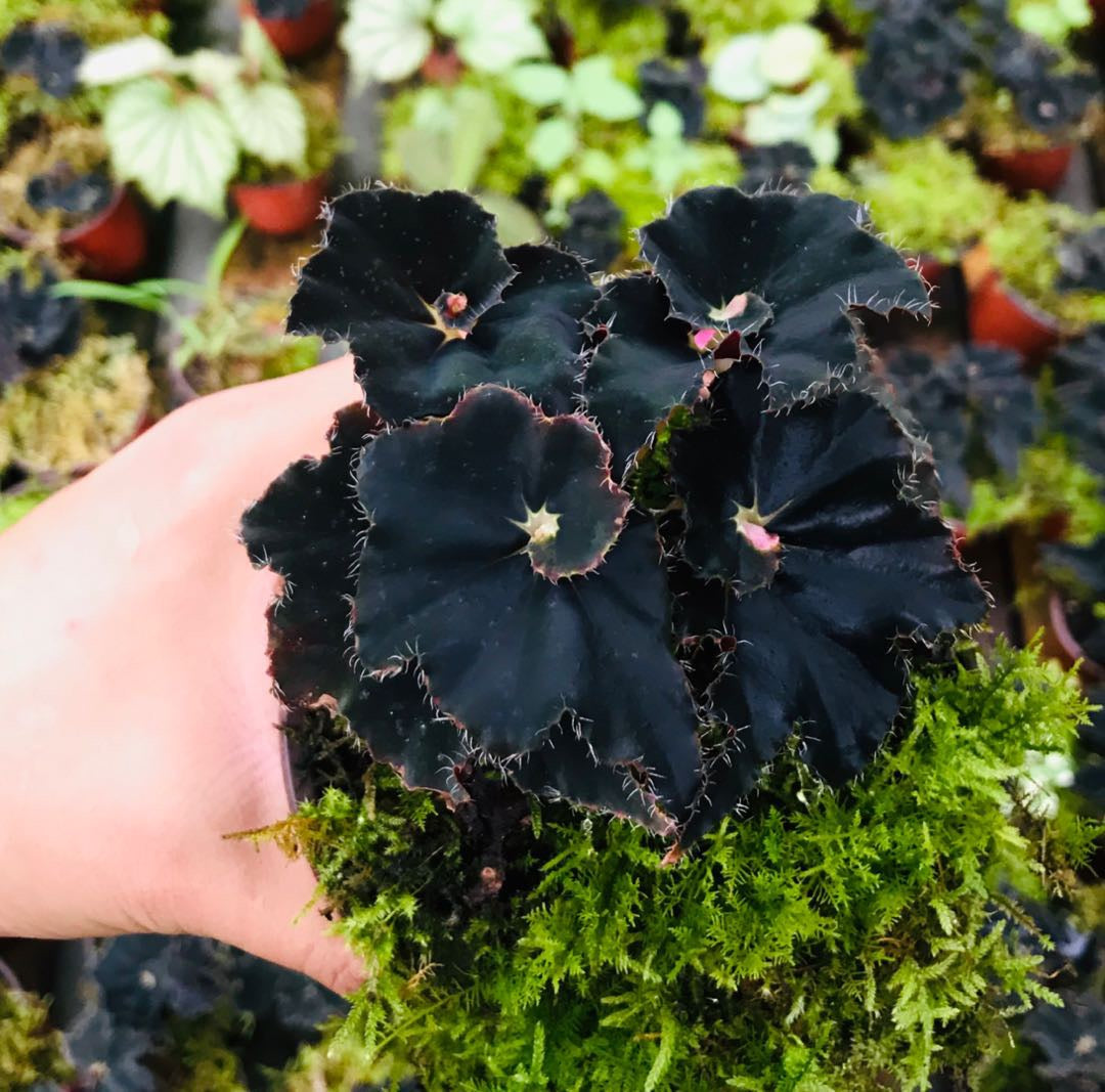 秋海棠黑曼巴 Black Mamba Begonia (Begonia 'Black Mamba' )
