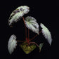 伯基爾秋海棠 Begonia burkillii