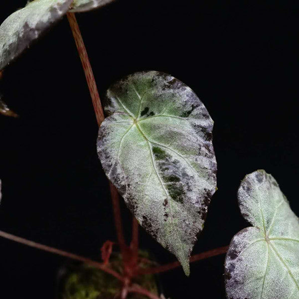 伯基爾秋海棠 Begonia burkillii