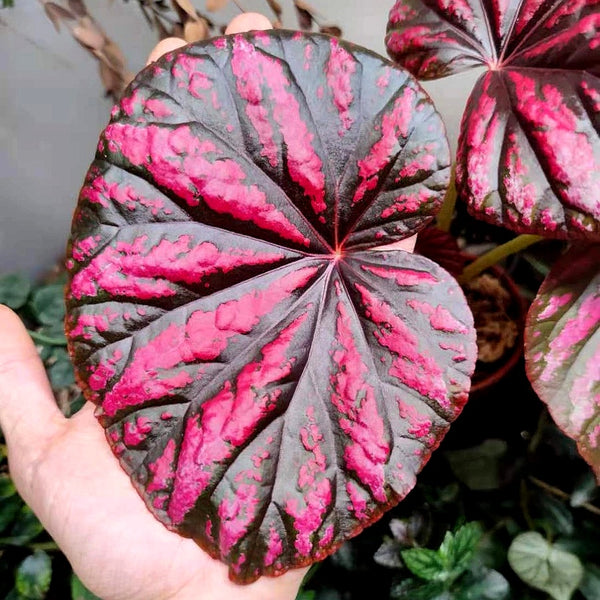 糖果秋海棠 Begonia ‘ Candy Stripes ’