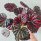 糖果秋海棠 Begonia ‘ Candy Stripes ’